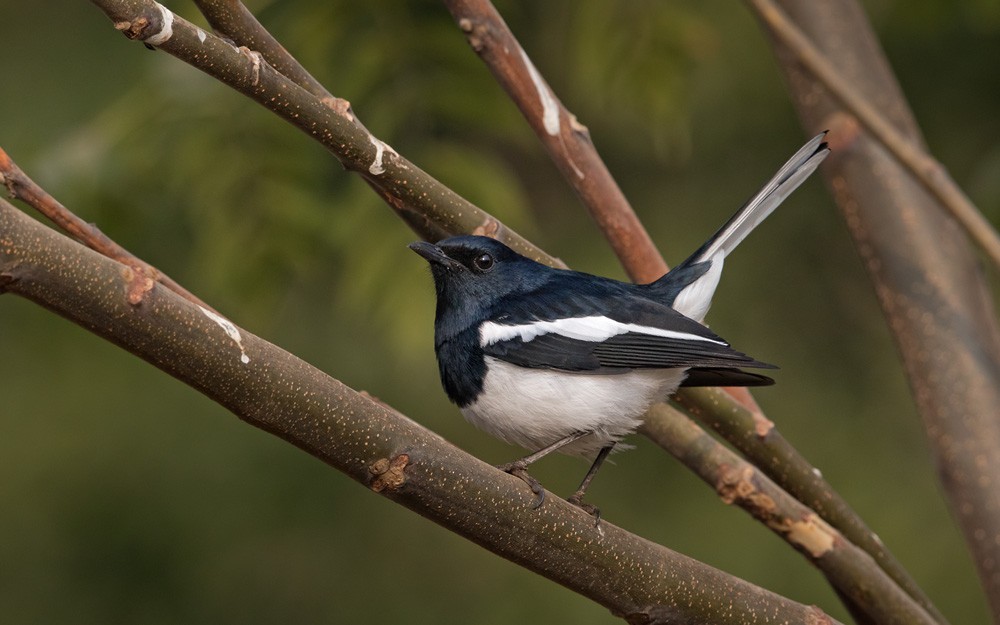 Oriental Magpie-Robin (Oriental) - Lars Petersson | My World of Bird Photography