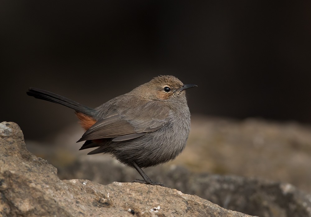 Indian Robin - Lars Petersson | My World of Bird Photography