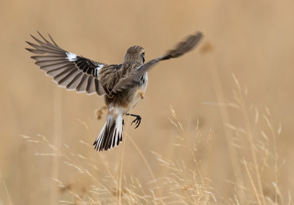 White-browed Bushchat - Lars Petersson | My World of Bird Photography