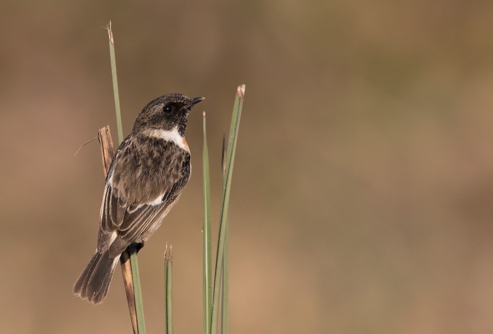 White-tailed Stonechat - ML205979491