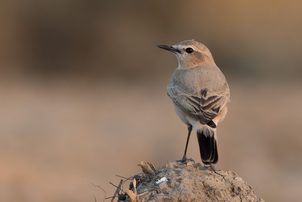 Isabelline Wheatear - Lars Petersson | My World of Bird Photography