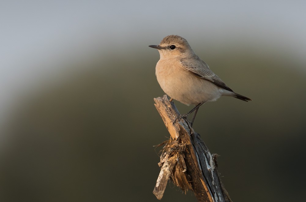 Desert Wheatear - ML205979541