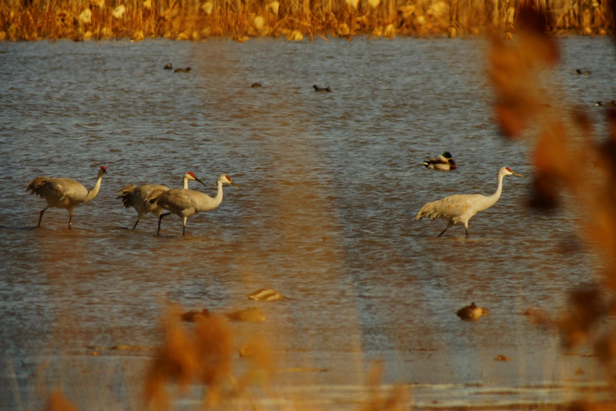 Sandhill Crane - Bob & Sara Crist