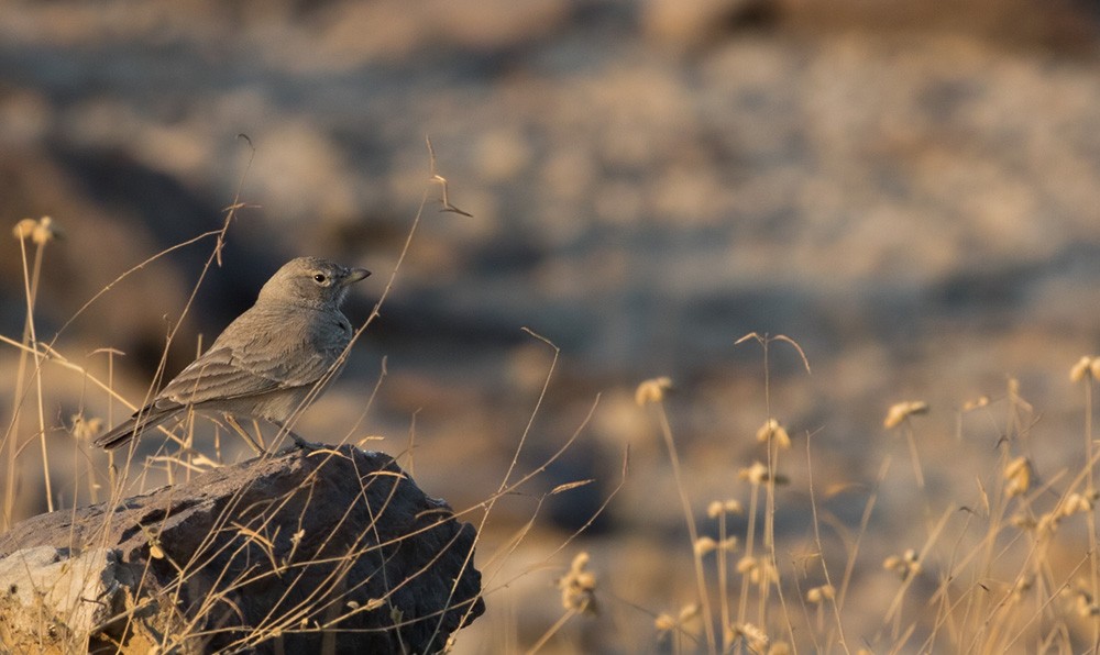 Desert Lark - Lars Petersson | My World of Bird Photography