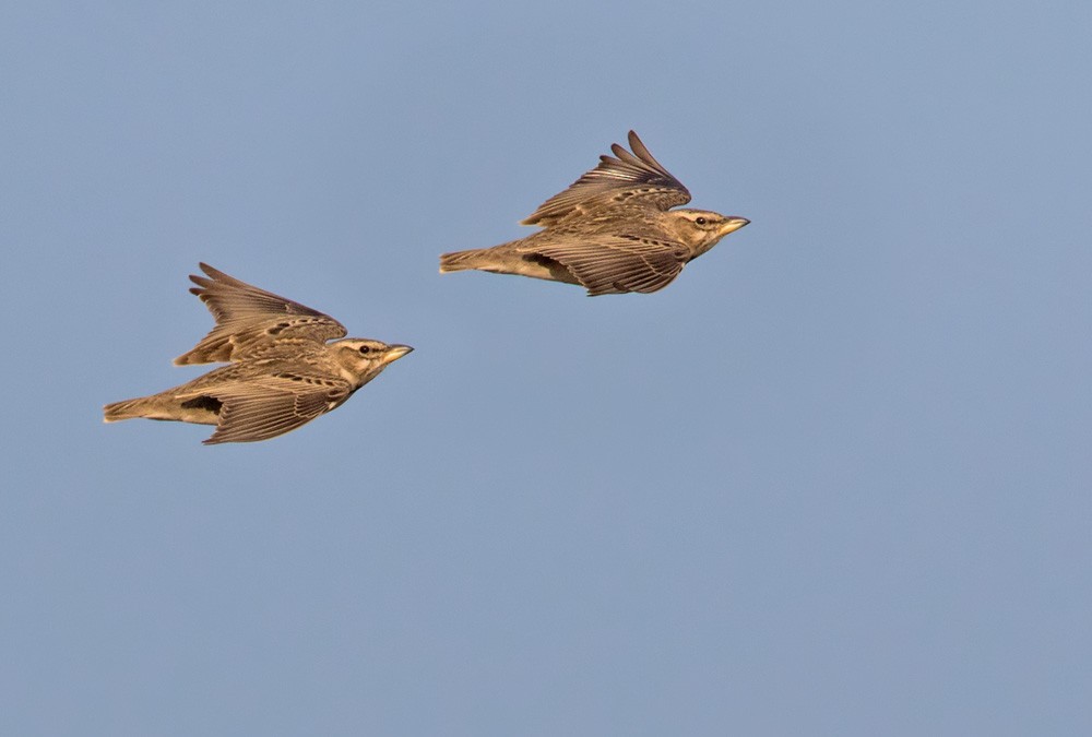 Bimaculated Lark - ML205979711