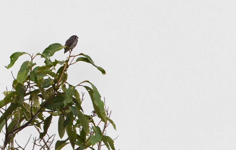 White-browed Purpletuft - Lars Petersson | My World of Bird Photography