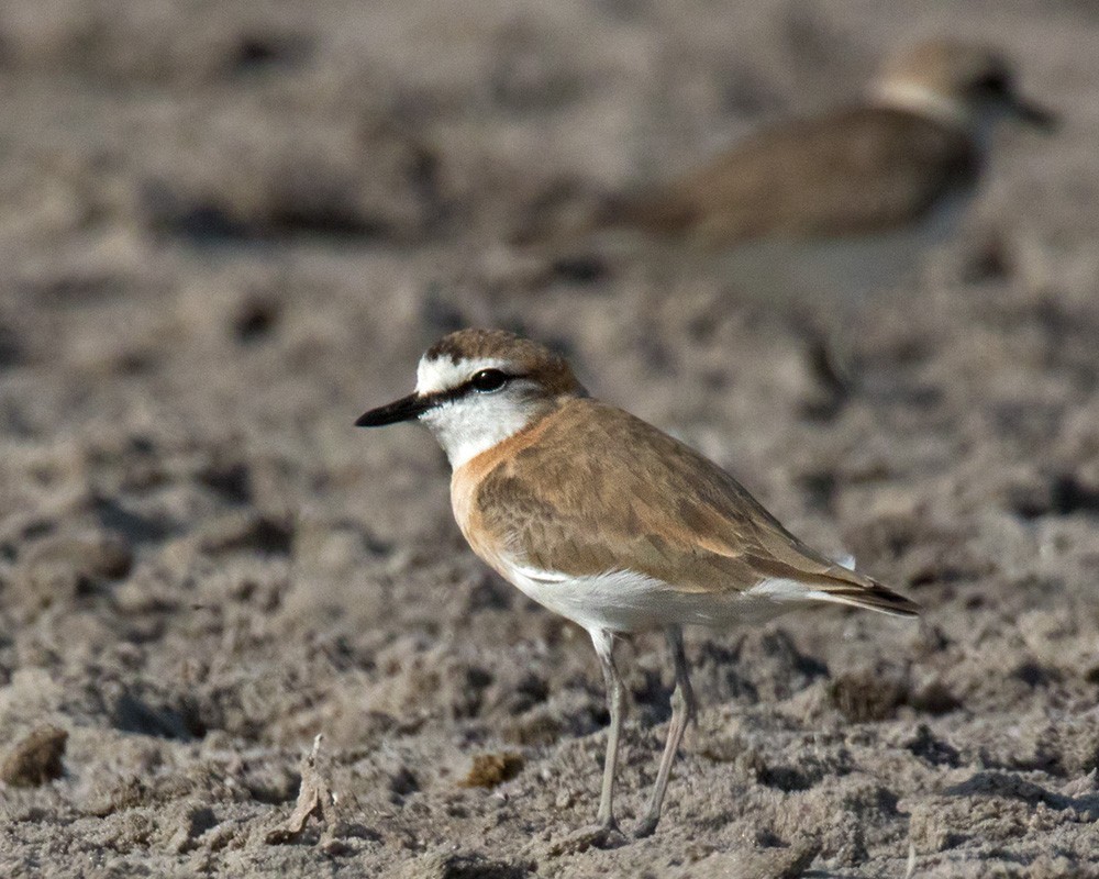 White-fronted Plover - ML205980031