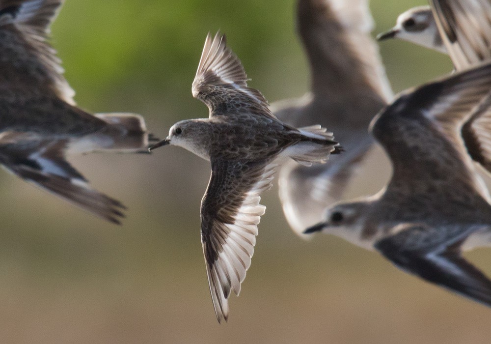 Little Stint - ML205980201