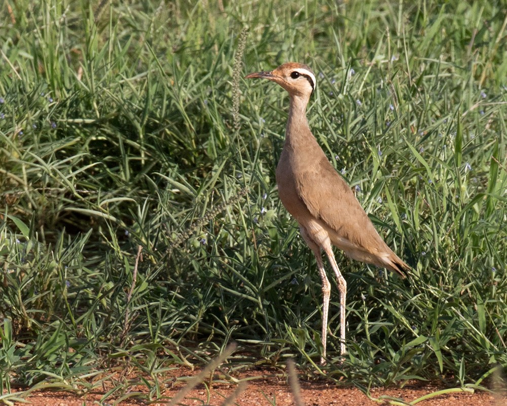 Somali Courser - Lars Petersson | My World of Bird Photography