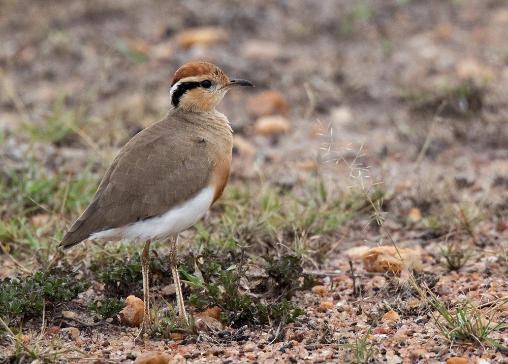 Temminck's Courser - ML205980231