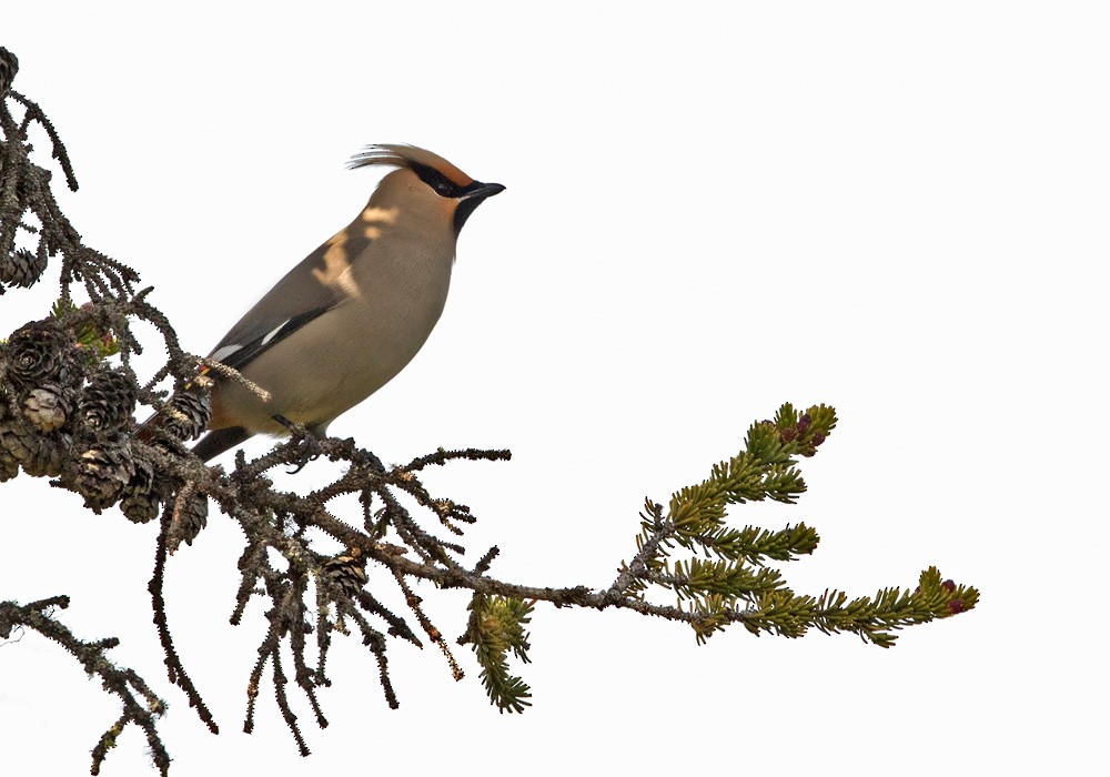 Bohemian Waxwing - ML205980531