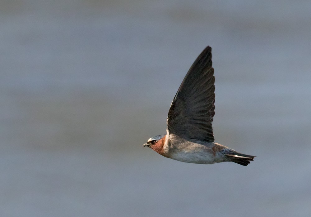 Cliff Swallow - ML205980661