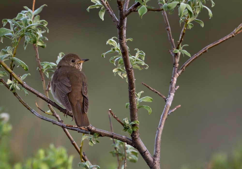 Gray-cheeked Thrush - ML205980801