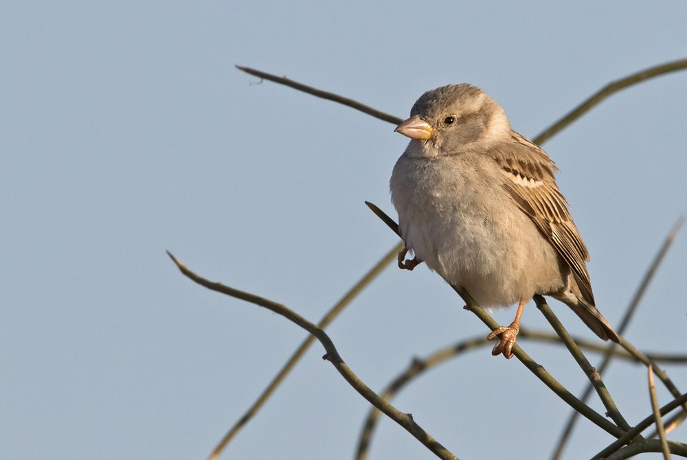 House Sparrow - Lars Petersson | My World of Bird Photography