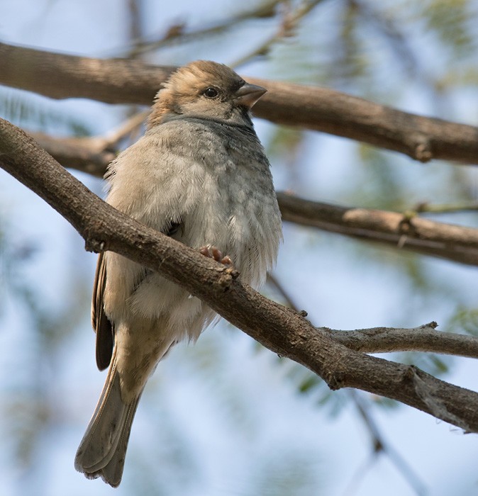 Sind Sparrow - Lars Petersson | My World of Bird Photography