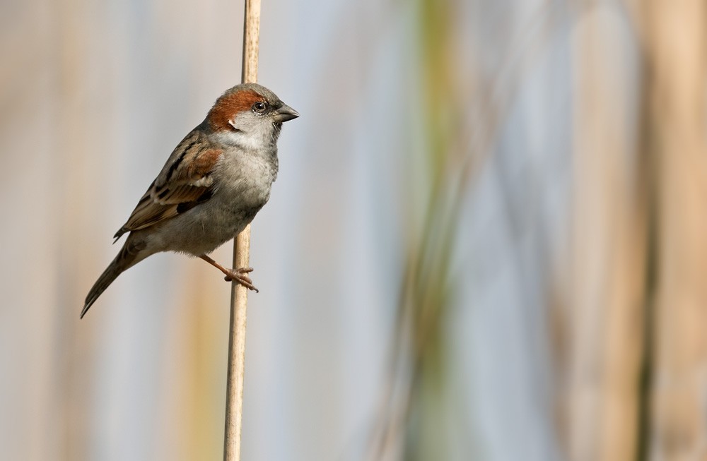Sind Sparrow - Lars Petersson | My World of Bird Photography