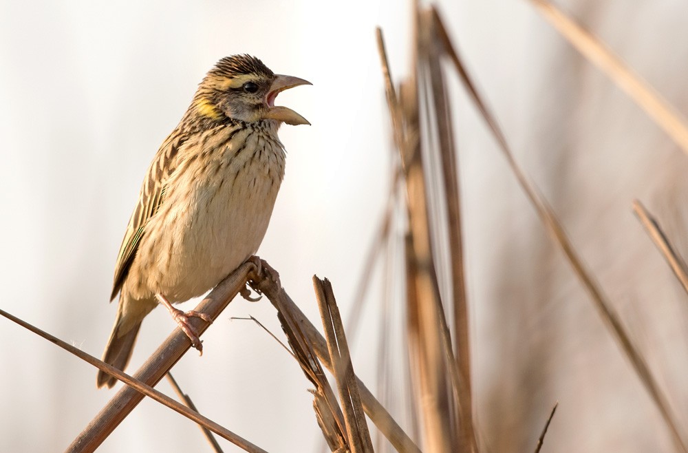 Streaked Weaver - ML205981021