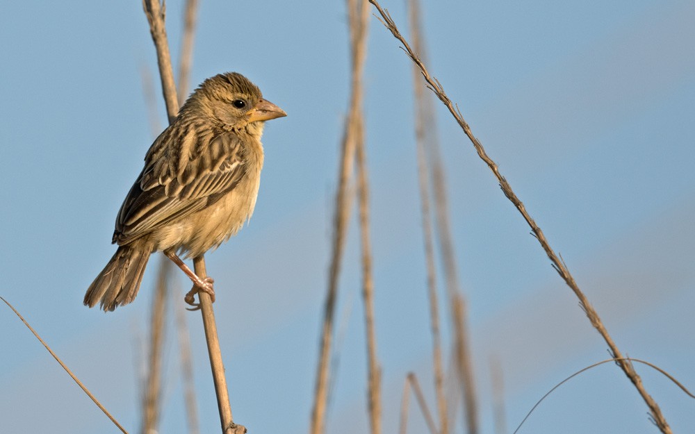 Baya Weaver - ML205981031