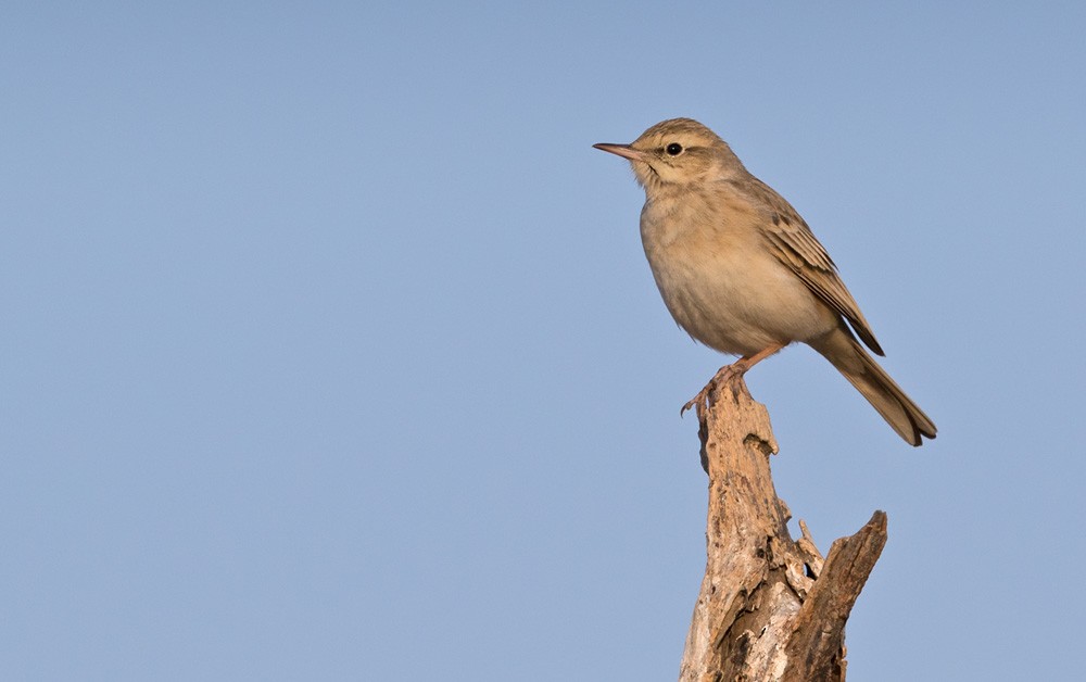 Tawny Pipit - ML205981141