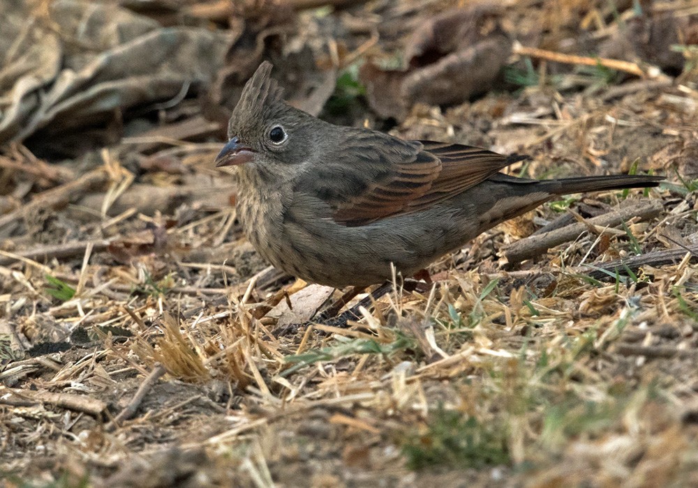 Crested Bunting - Lars Petersson | My World of Bird Photography