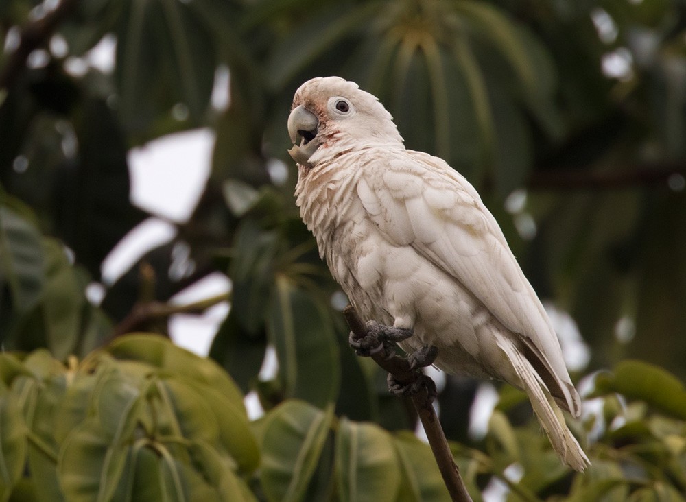 Tanimbar Corella - Lars Petersson | My World of Bird Photography