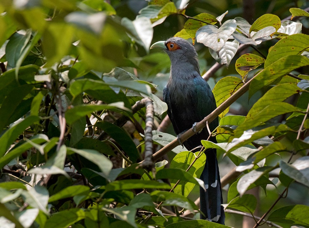 Chestnut-bellied Malkoha - ML205981321