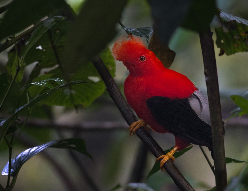 Andean Cock-of-the-rock - ML205981401