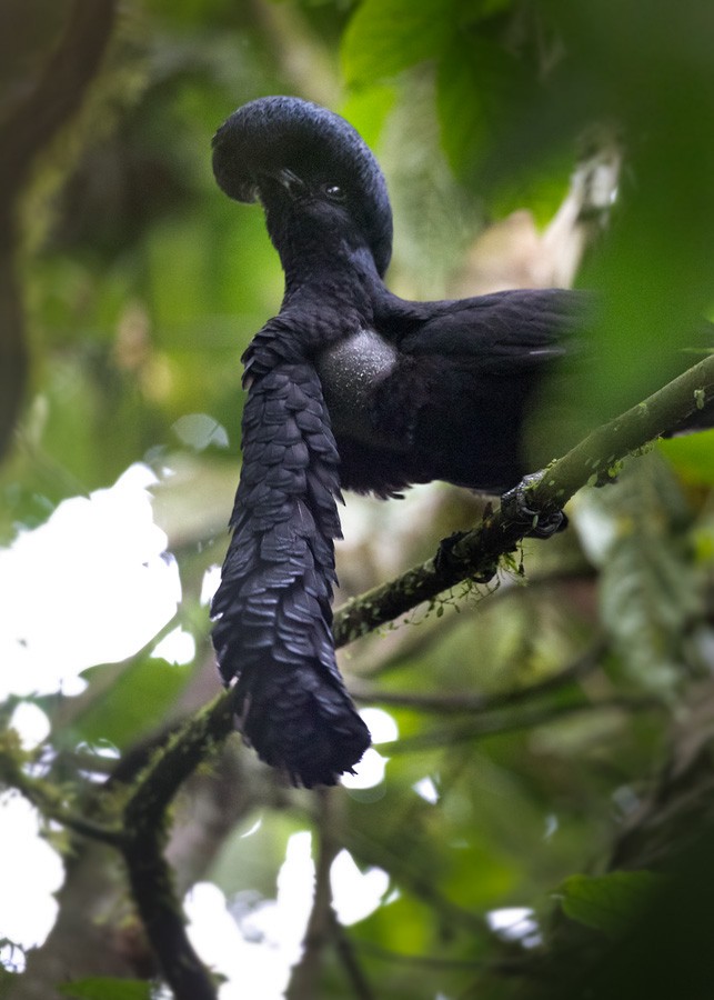 Long-wattled Umbrellabird - ML205981421