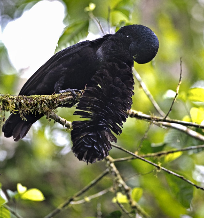 Long-wattled Umbrellabird - Lars Petersson | My World of Bird Photography