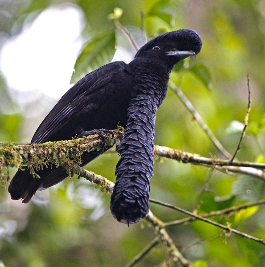 Long-wattled Umbrellabird - Lars Petersson | My World of Bird Photography