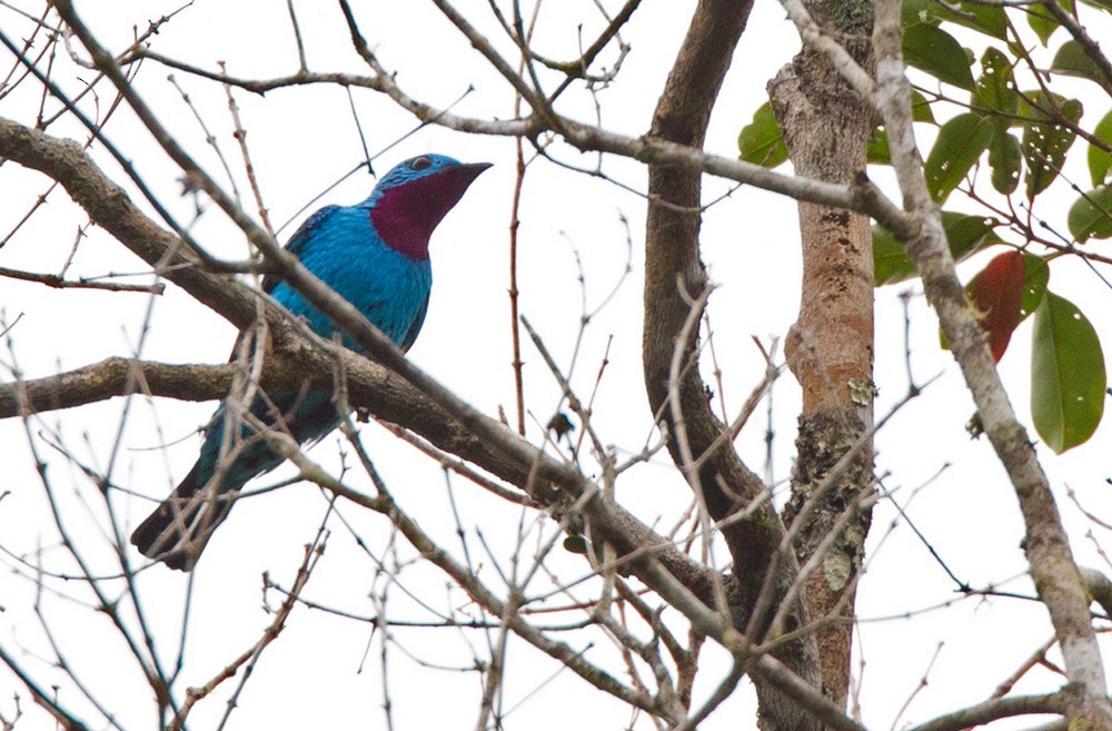 Cotinga de Cayenne - ML205981481