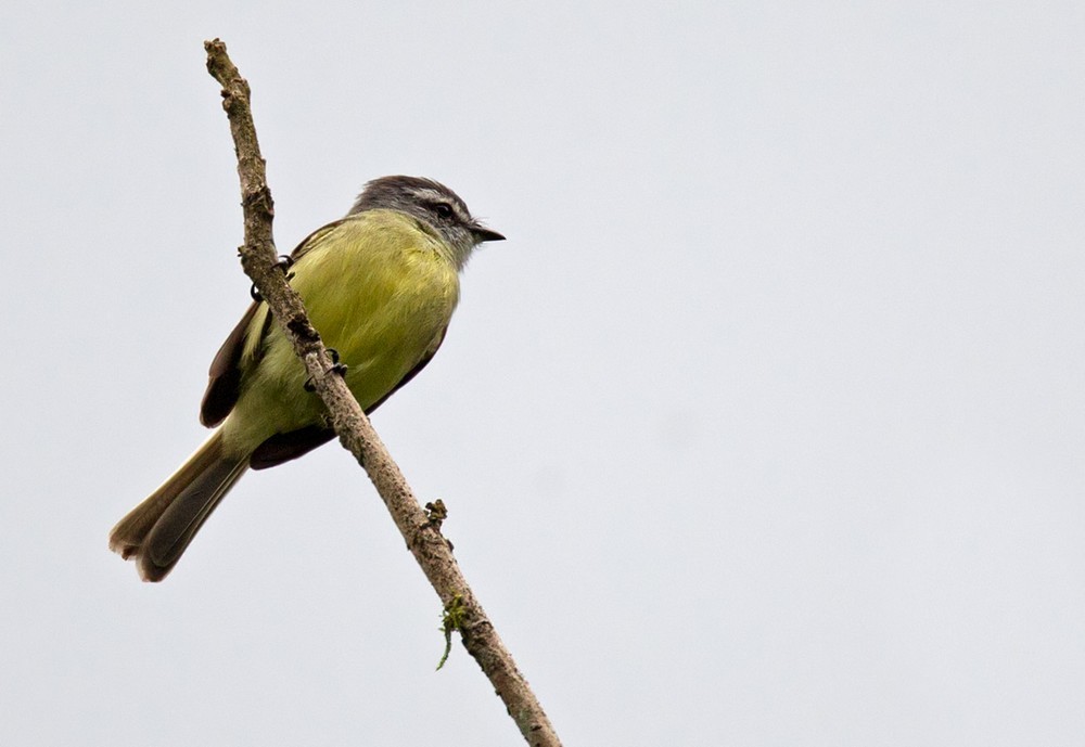 Sooty-headed Tyrannulet - ML205981551