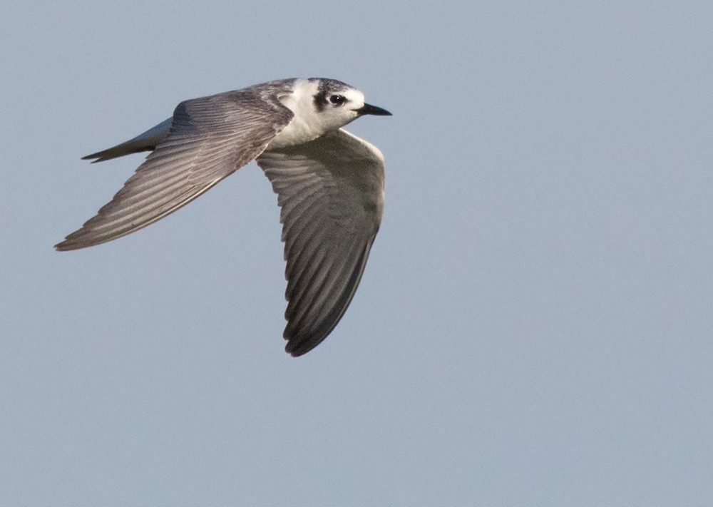 White-winged Tern - Lars Petersson | My World of Bird Photography