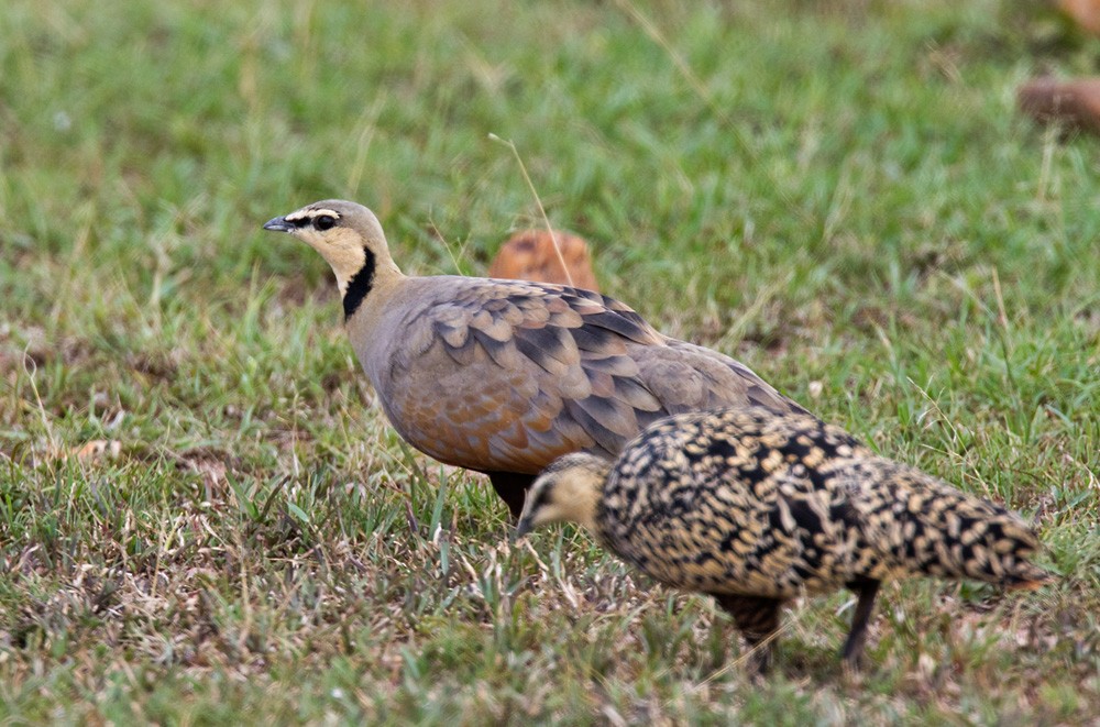 Yellow-throated Sandgrouse - ML205981691