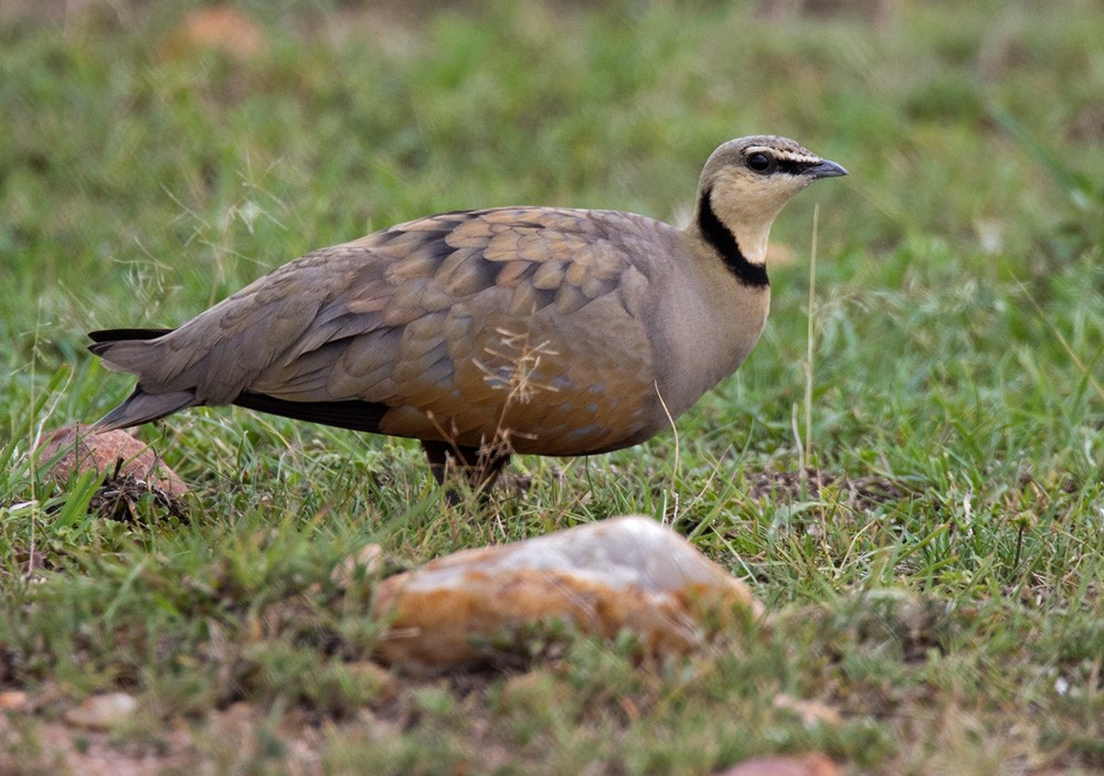 Yellow-throated Sandgrouse - ML205981701