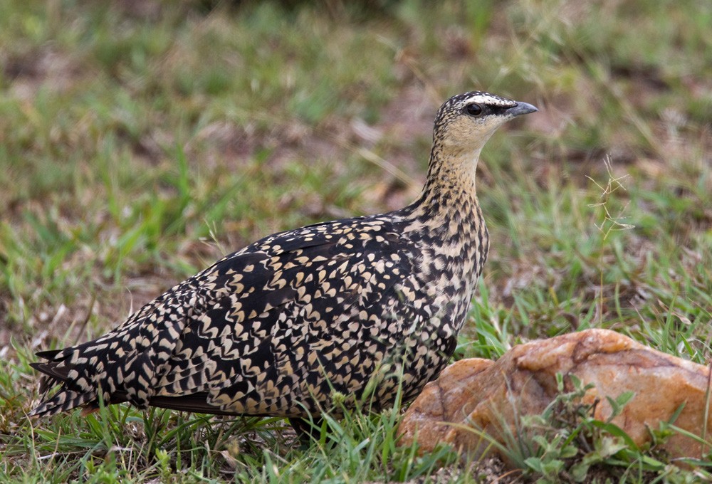 Yellow-throated Sandgrouse - ML205981711