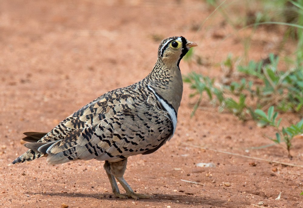 Black-faced Sandgrouse - Lars Petersson | My World of Bird Photography
