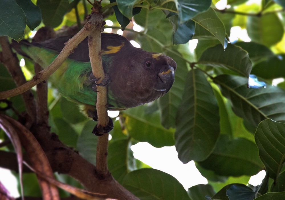 Meyer's Parrot - ML205981811