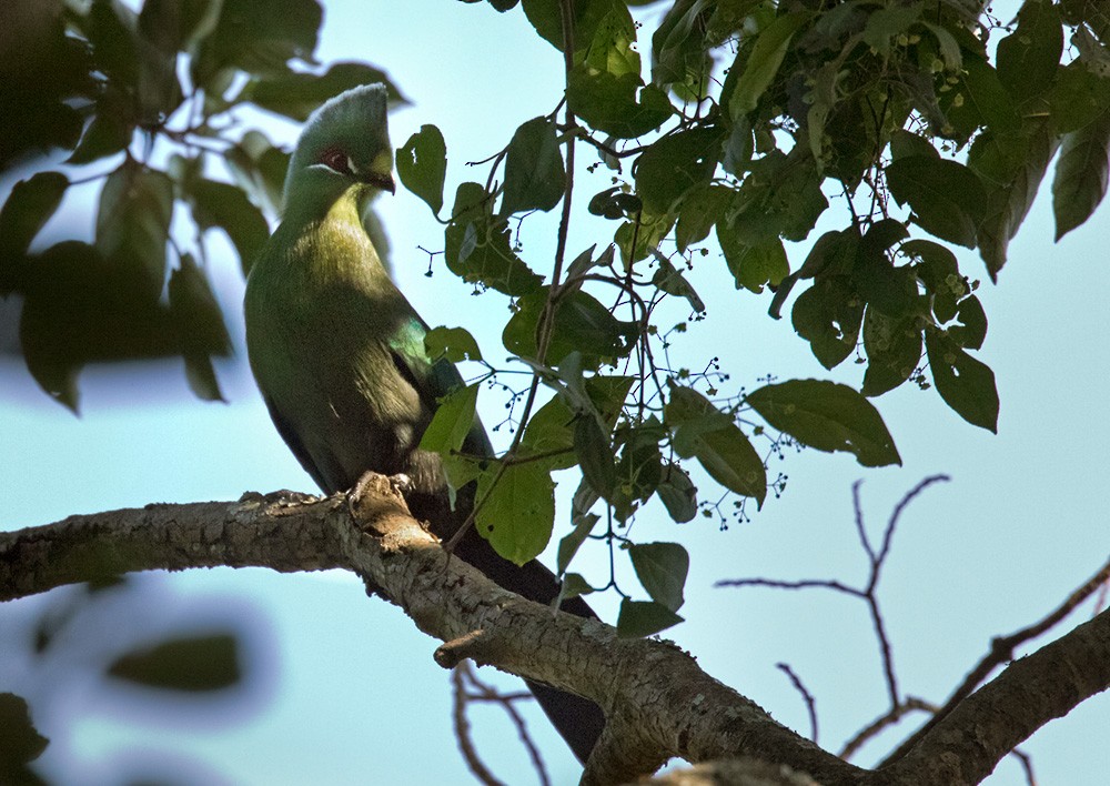 Black-billed Turaco (Green-rumped) - ML205981821