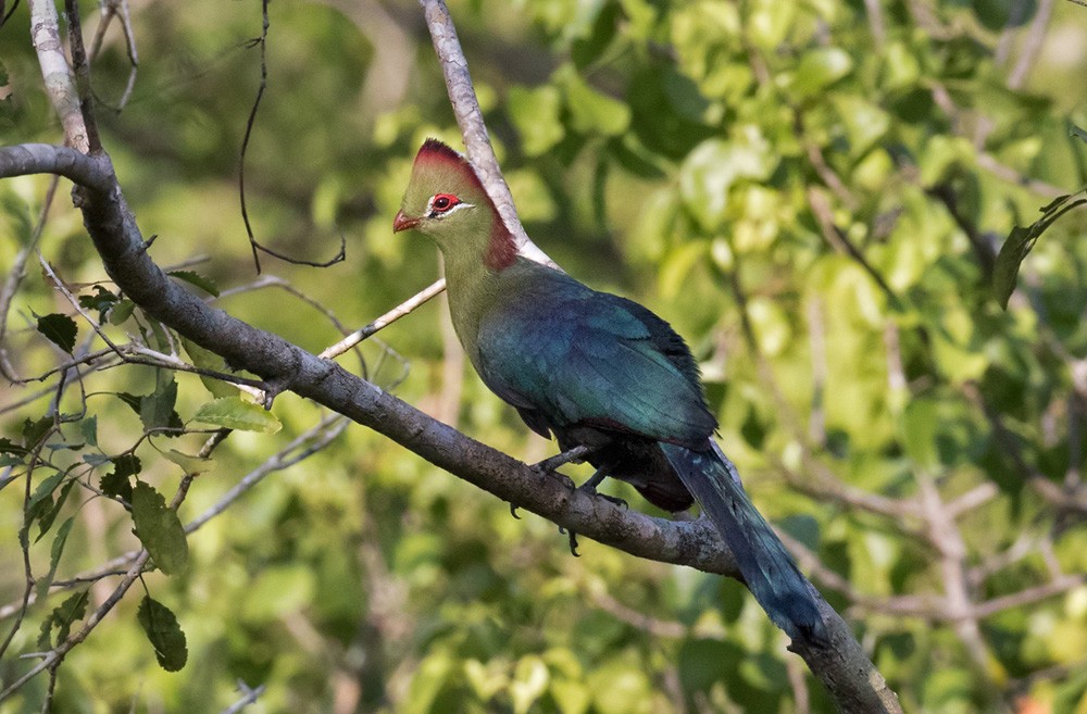 Fischer's Turaco (Fischer's) - Lars Petersson | My World of Bird Photography