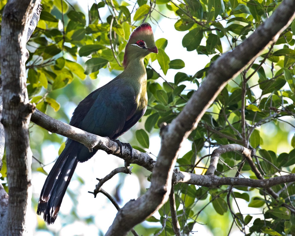 Turaco de Fischer (fischeri) - ML205981841