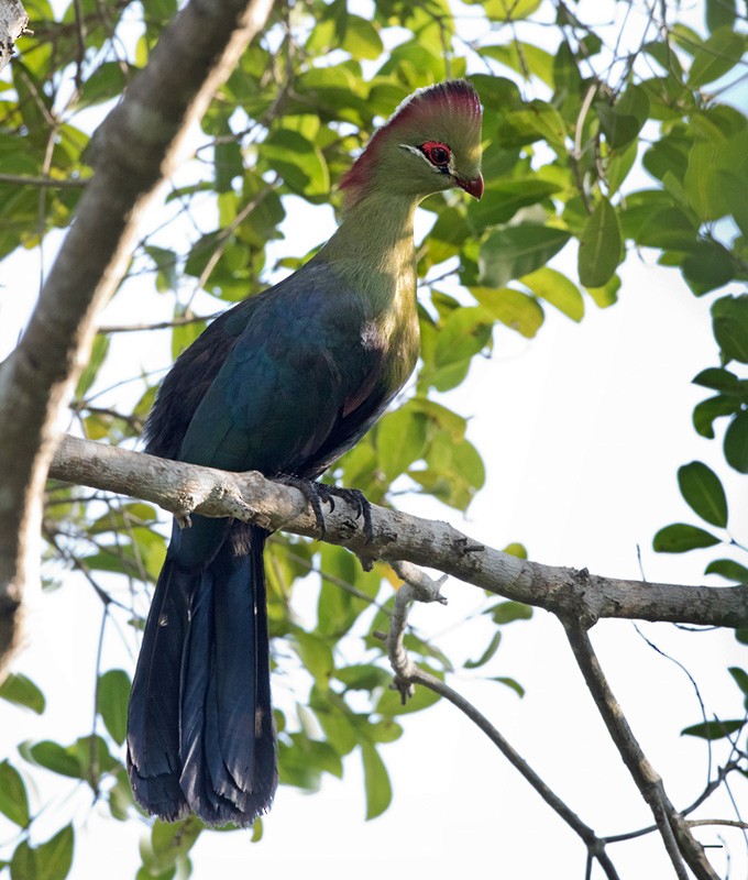 Fischer's Turaco (Fischer's) - Lars Petersson | My World of Bird Photography