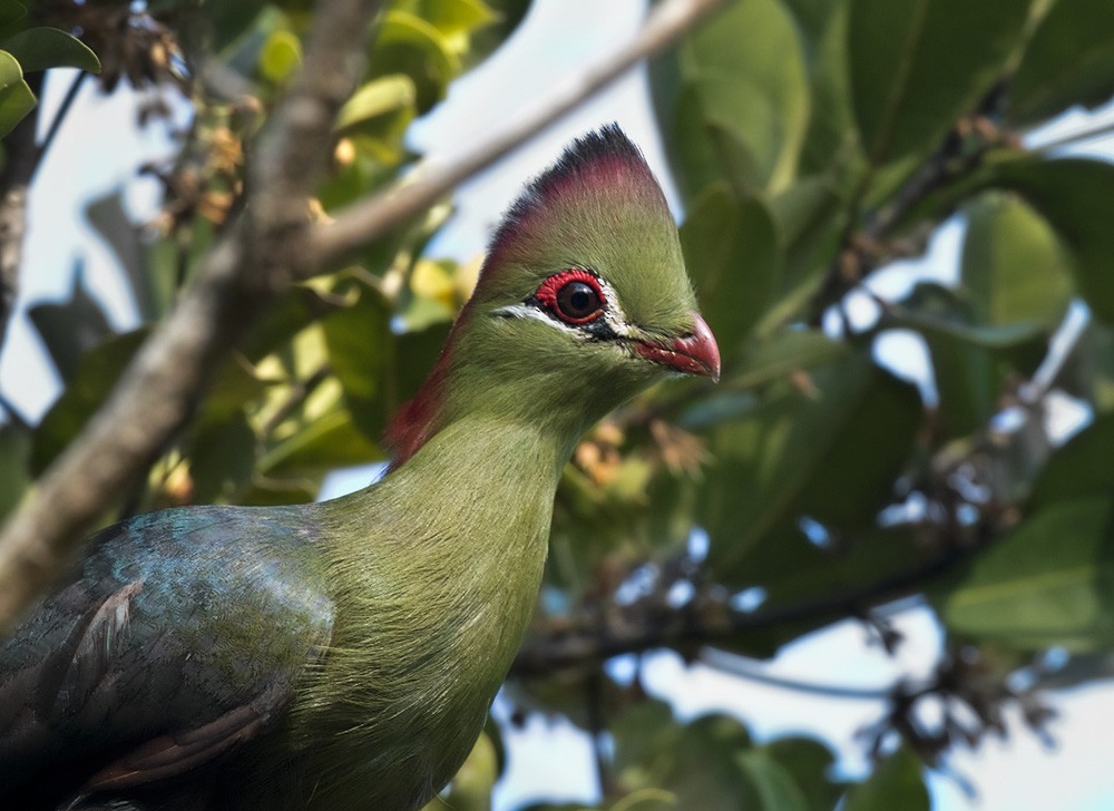 Fischer's Turaco (Fischer's) - ML205981861