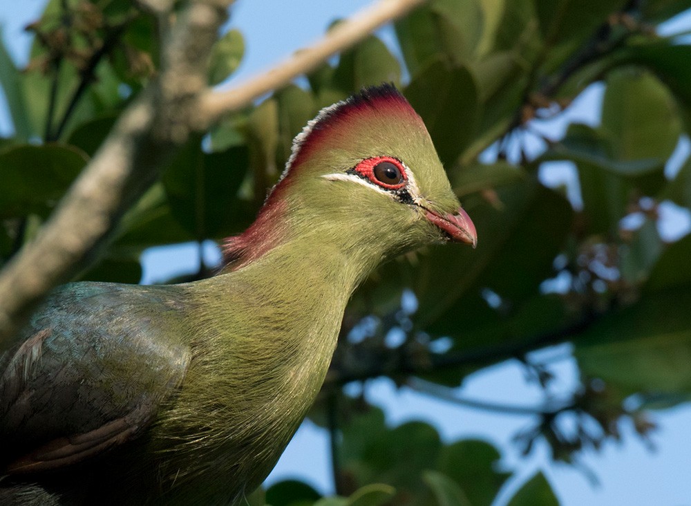 Turaco de Fischer (fischeri) - ML205981871