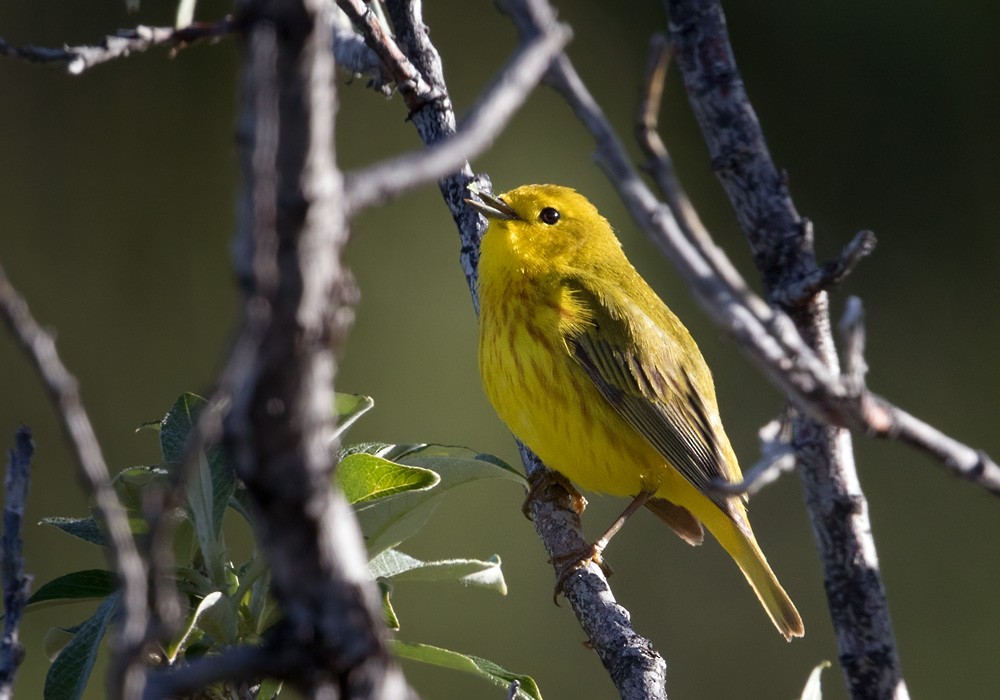 Yellow Warbler (Northern) - Lars Petersson | My World of Bird Photography