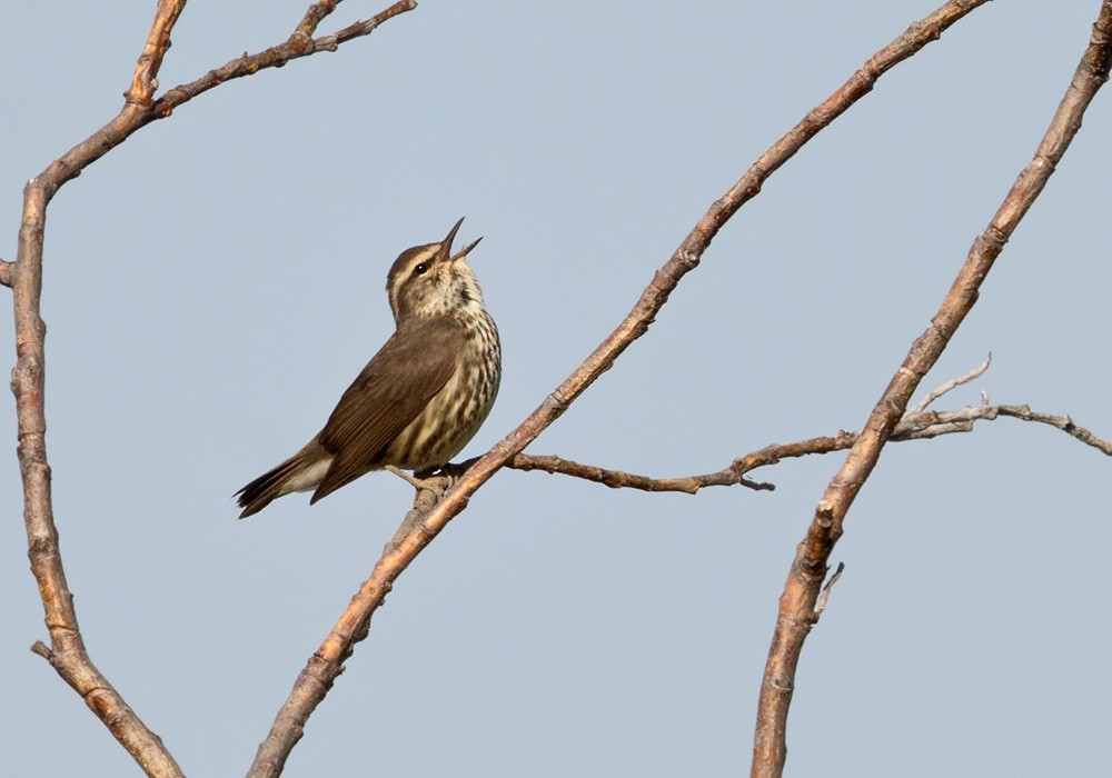 Northern Waterthrush - ML205982091