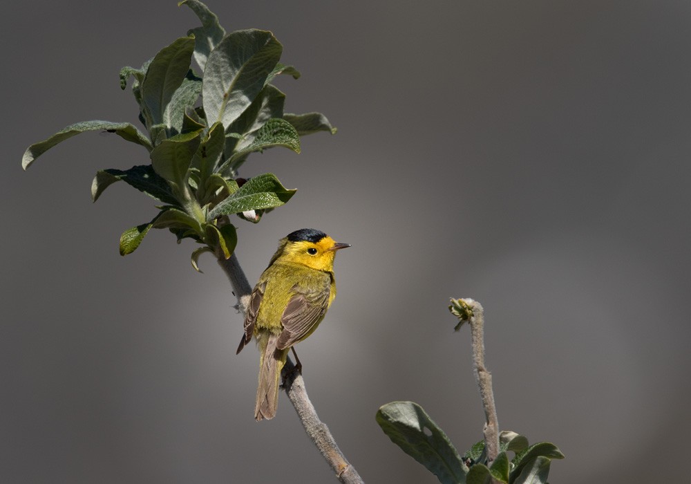 Wilson's Warbler (pileolata) - ML205982101