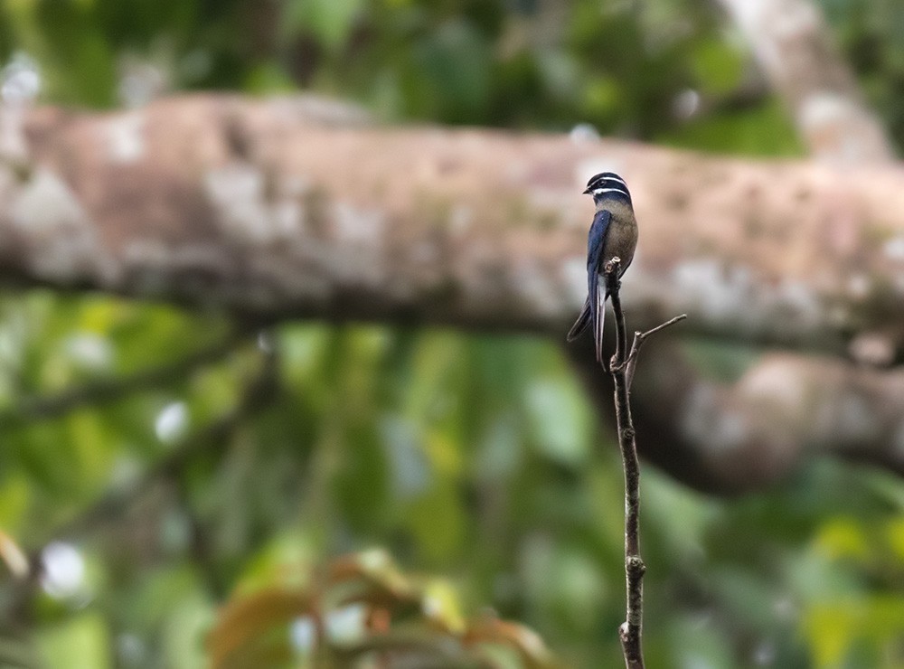 Whiskered Treeswift - ML205982521