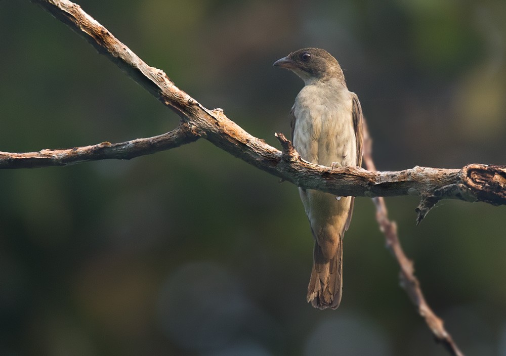Malaysian Honeyguide - Lars Petersson | My World of Bird Photography