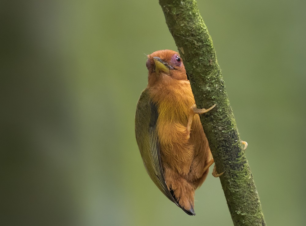 Rufous Piculet - ML205982611